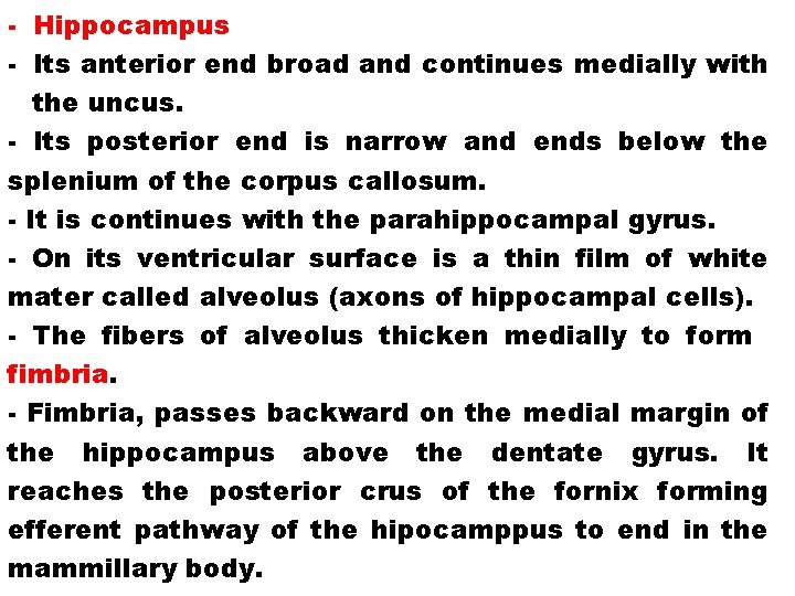 - Hippocampus - Its anterior end broad and continues medially with the uncus. -