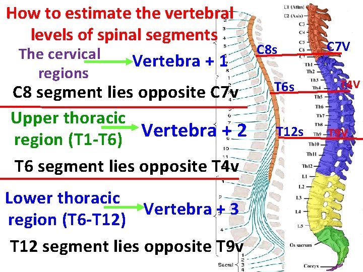 How to estimate the vertebral levels of spinal segments The cervical Vertebra + 1