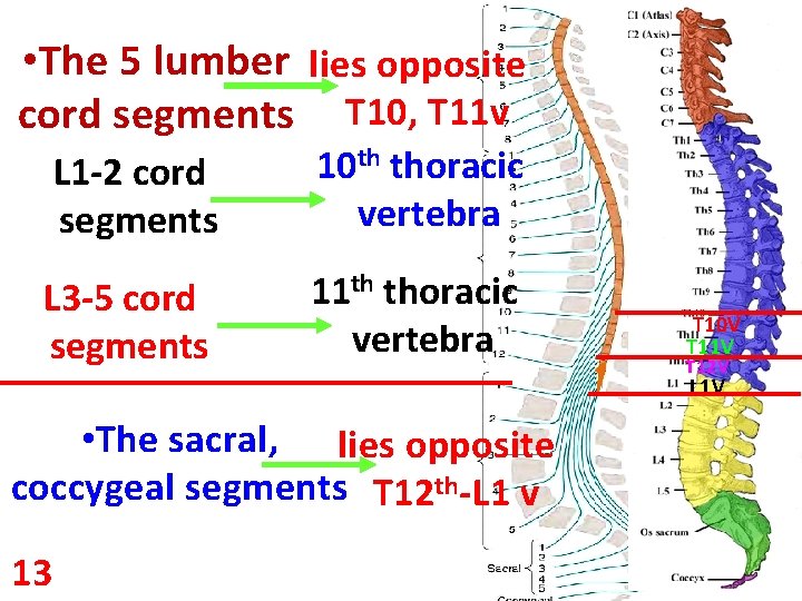  • The 5 lumber lies opposite cord segments T 10, T 11 v