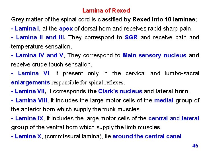 Lamina of Rexed Grey matter of the spinal cord is classified by Rexed into
