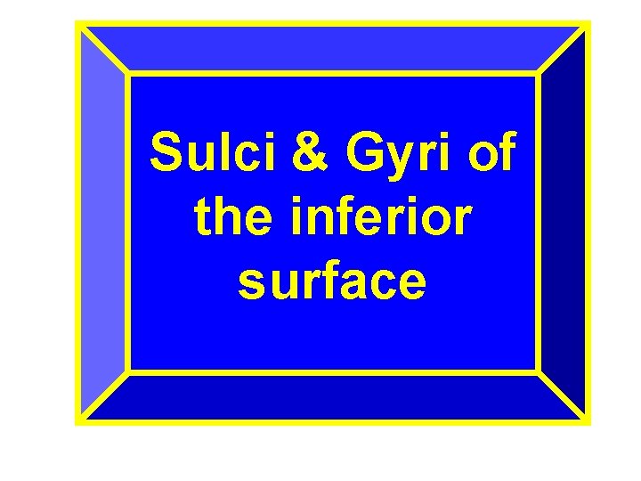 Sulci & Gyri of the inferior surface 