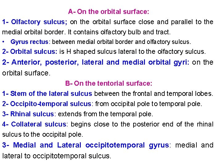 A- On the orbital surface: 1 - Olfactory sulcus; on the orbital surface close