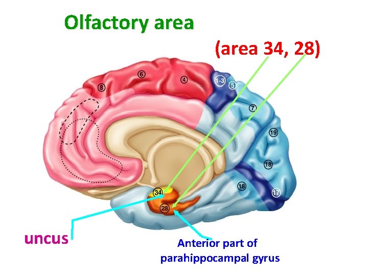 Olfactory area uncus (area 34, 28) Anterior part of parahippocampal gyrus 