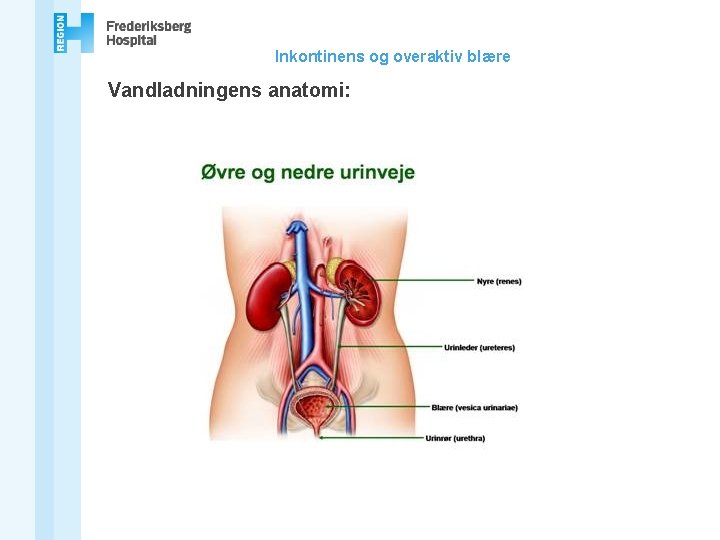 Inkontinens og overaktiv blære Vandladningens anatomi: 