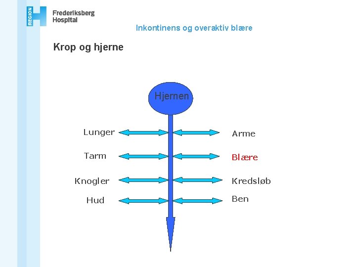 Inkontinens og overaktiv blære Krop og hjerne Hjernen Lunger Arme Tarm Blære Knogler Hud