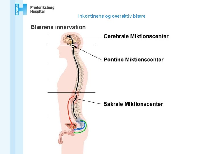 Inkontinens og overaktiv blære Blærens innervation 