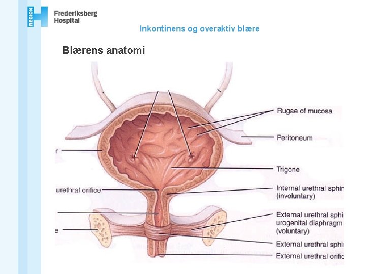 Inkontinens og overaktiv blære Blærens anatomi 