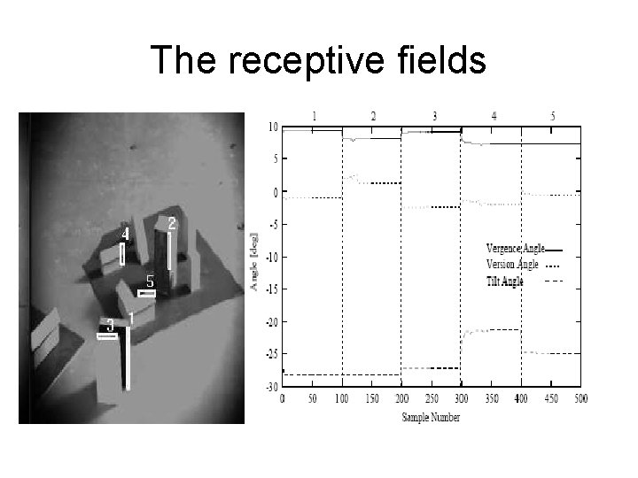 The receptive fields 