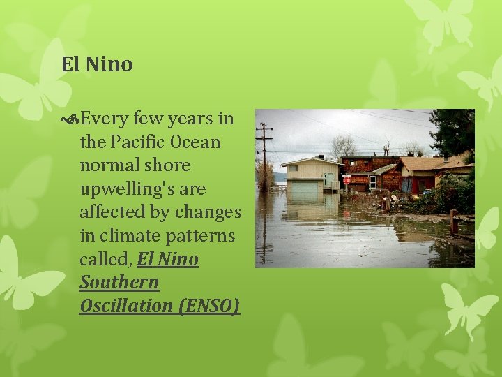 El Nino Every few years in the Pacific Ocean normal shore upwelling's are affected