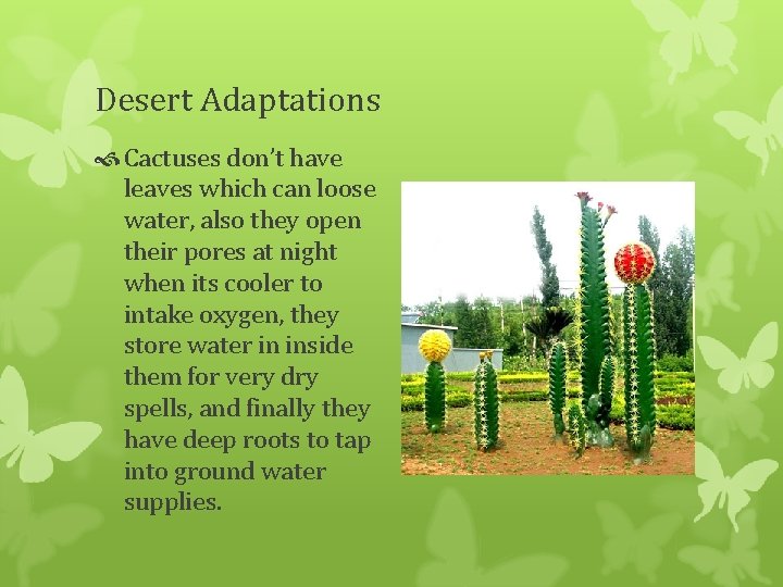 Desert Adaptations Cactuses don’t have leaves which can loose water, also they open their