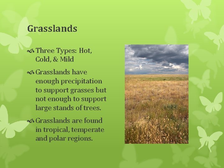 Grasslands Three Types: Hot, Cold, & Mild Grasslands have enough precipitation to support grasses