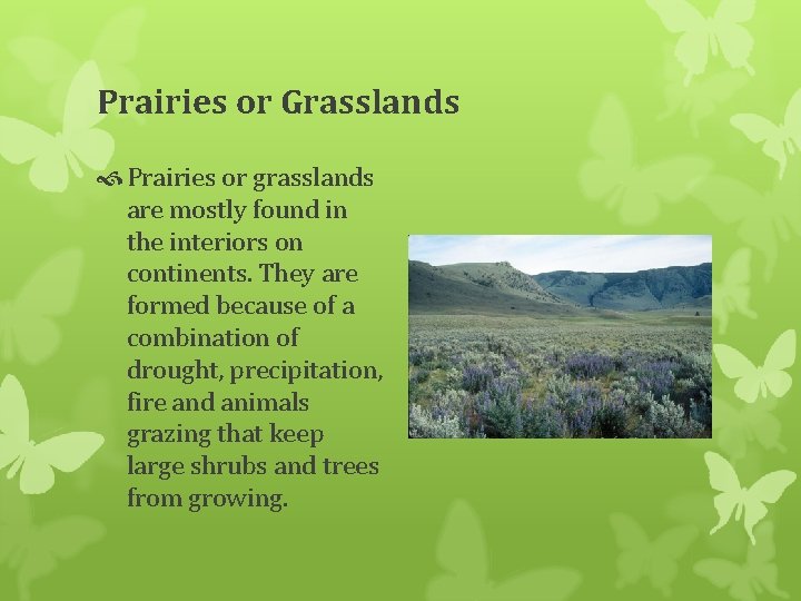 Prairies or Grasslands Prairies or grasslands are mostly found in the interiors on continents.