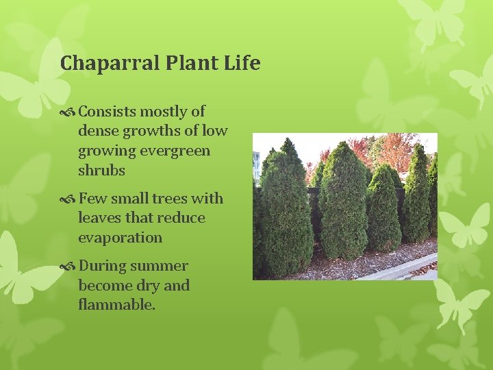 Chaparral Plant Life Consists mostly of dense growths of low growing evergreen shrubs Few