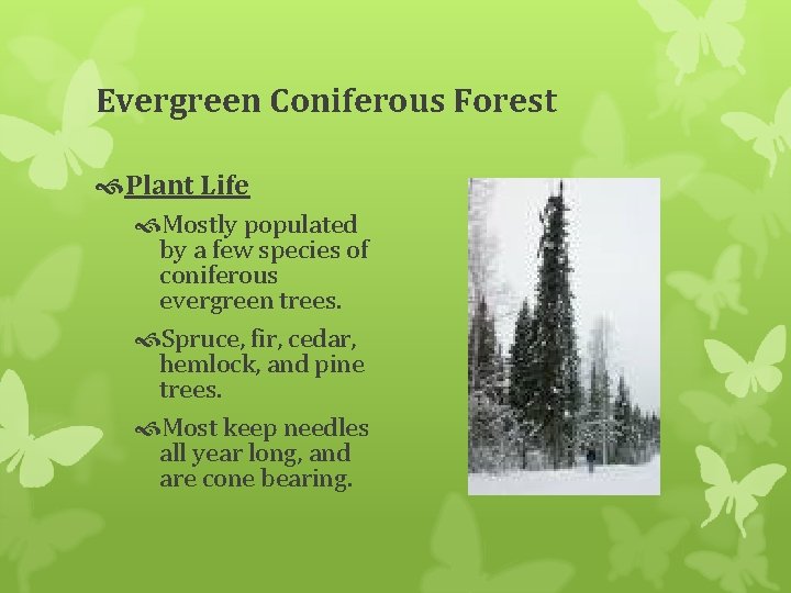 Evergreen Coniferous Forest Plant Life Mostly populated by a few species of coniferous evergreen