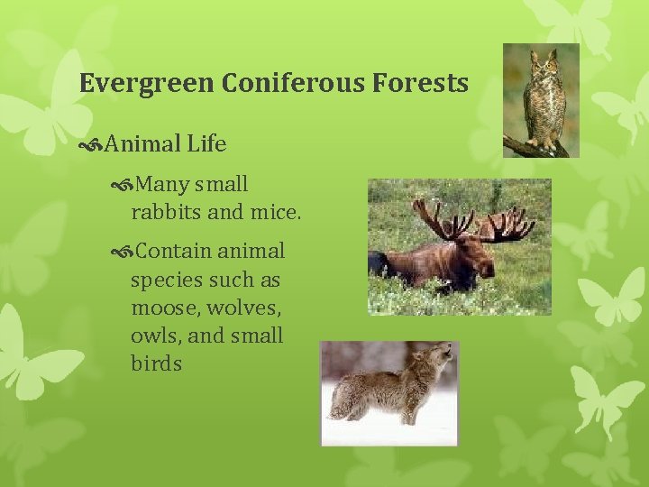 Evergreen Coniferous Forests Animal Life Many small rabbits and mice. Contain animal species such