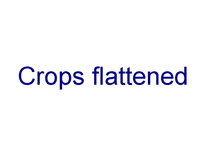 Crops flattened 