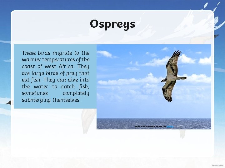 Ospreys These birds migrate to the warmer temperatures of the coast of west Africa.