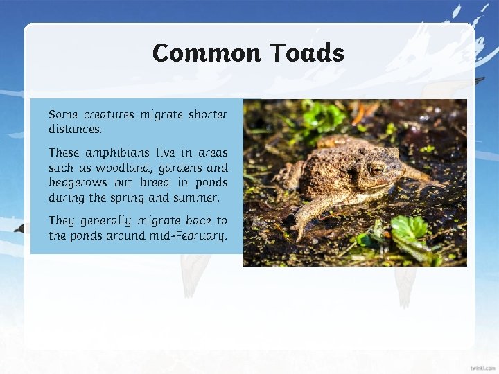Common Toads Some creatures migrate shorter distances. These amphibians live in areas such as