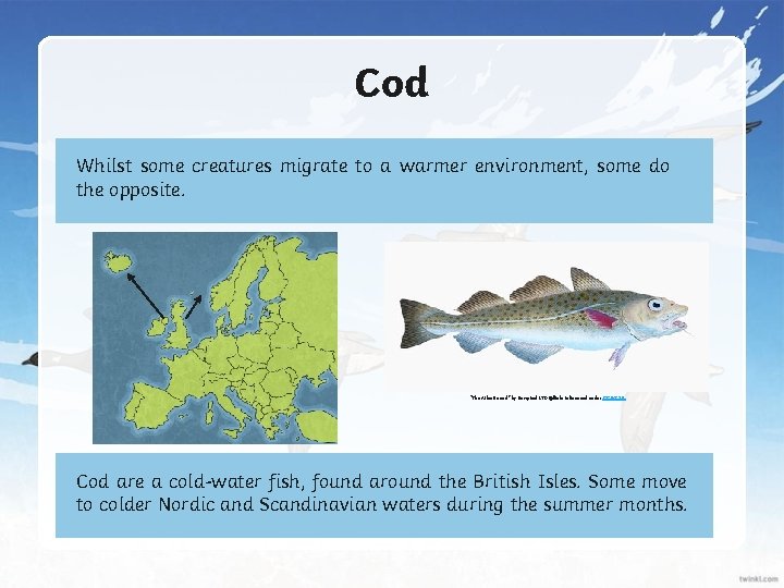 Cod Whilst some creatures migrate to a warmer environment, some do the opposite. “The