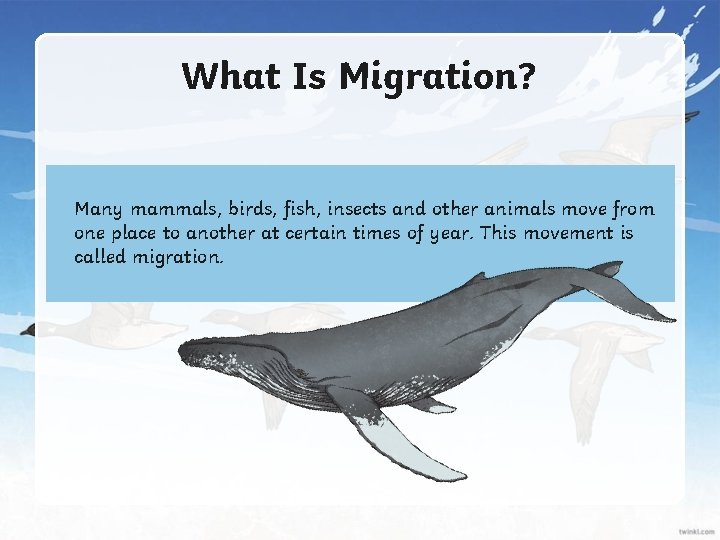 What Is Migration? Many mammals, birds, fish, insects and other animals move from one