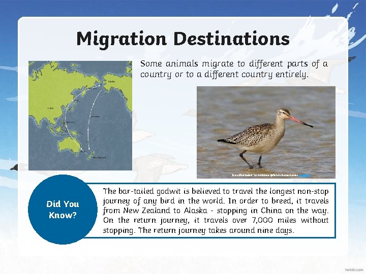 Migration Destinations Some animals migrate to different parts of a country or to a