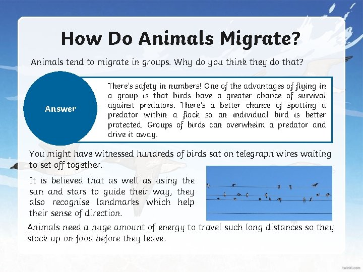 How Do Animals Migrate? Animals tend to migrate in groups. Why do you think