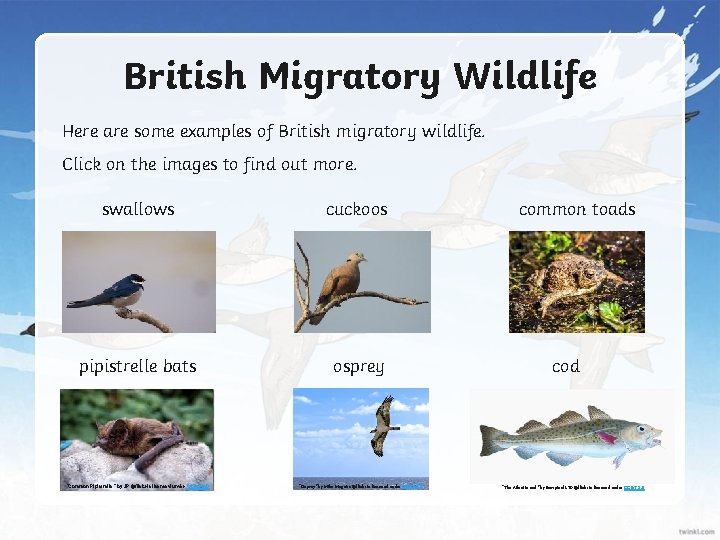 British Migratory Wildlife Here are some examples of British migratory wildlife. Click on the