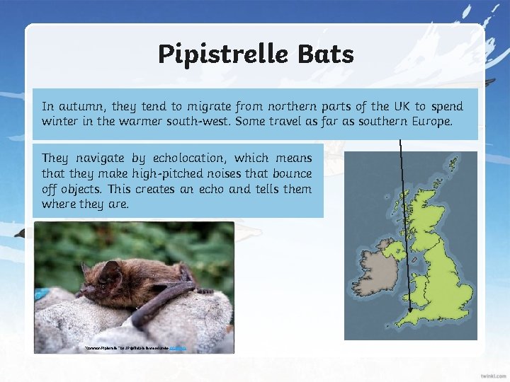 Pipistrelle Bats In autumn, they tend to migrate from northern parts of the UK