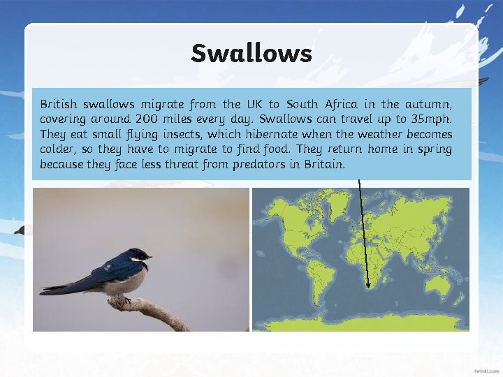 Swallows British swallows migrate from the UK to South Africa in the autumn, covering