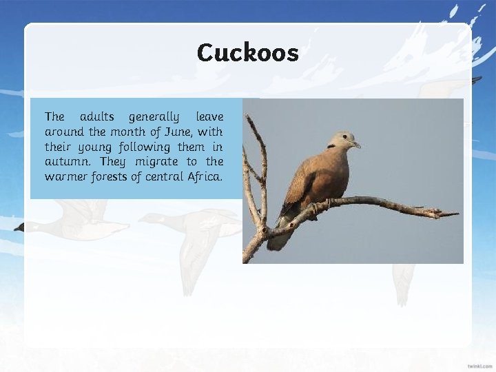 Cuckoos The adults generally leave around the month of June, with their young following