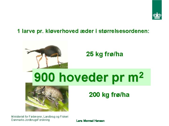 1 larve pr. kløverhoved æder i størrelsesordenen: 25 kg frø/ha 900 hoveder pr 2