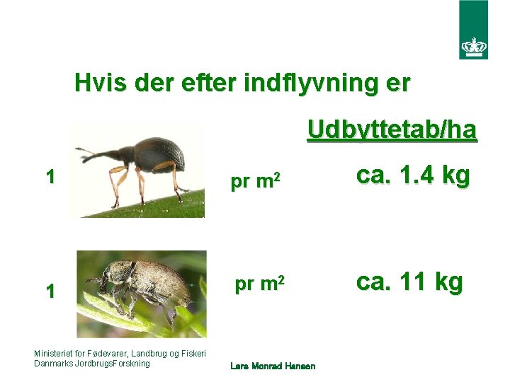 Hvis der efter indflyvning er Udbyttetab/ha 1 pr m 2 ca. 1. 4 kg