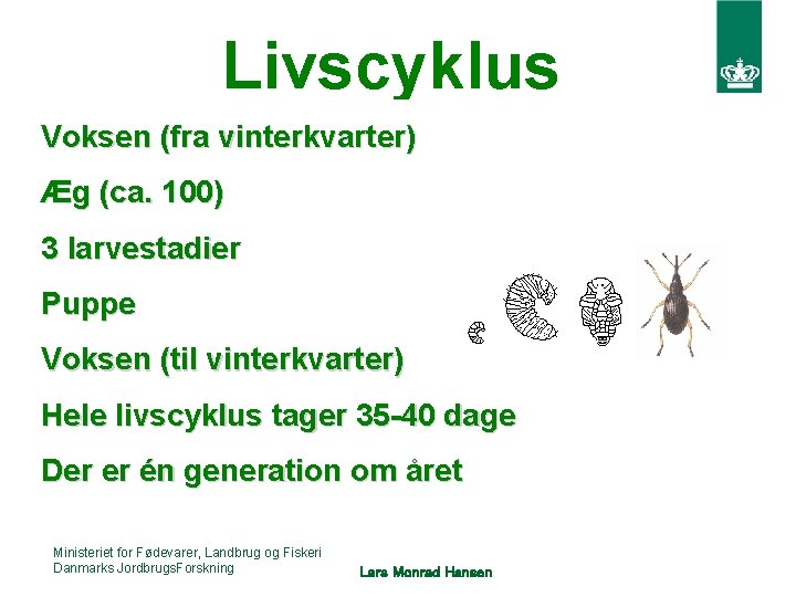 Livscyklus Voksen (fra vinterkvarter) Æg (ca. 100) 3 larvestadier Puppe Voksen (til vinterkvarter) Hele