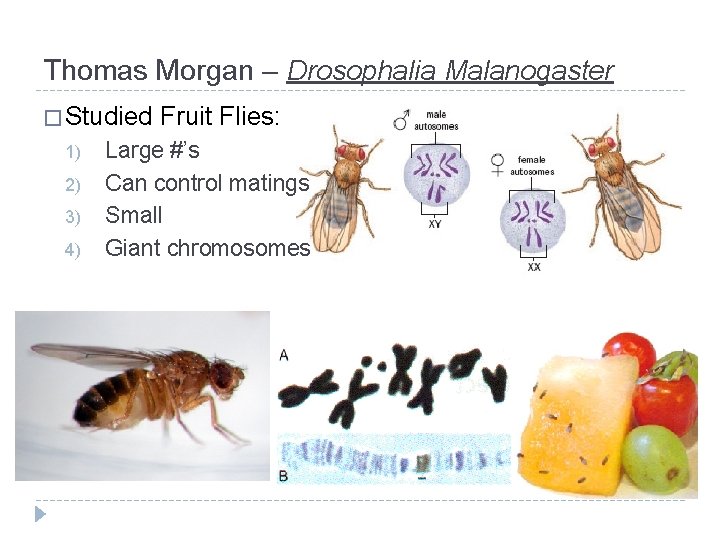 Thomas Morgan – Drosophalia Malanogaster � Studied 1) 2) 3) 4) Fruit Flies: Large