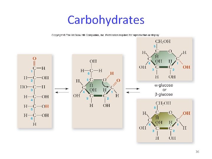 Carbohydrates 36 