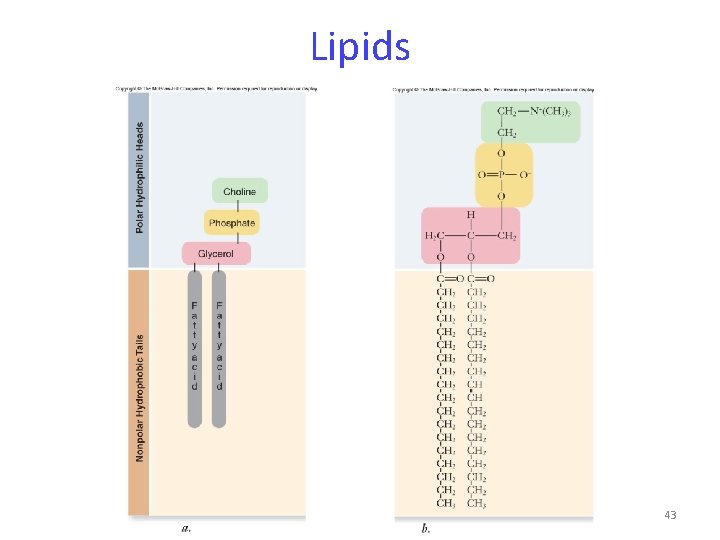 Lipids 43 
