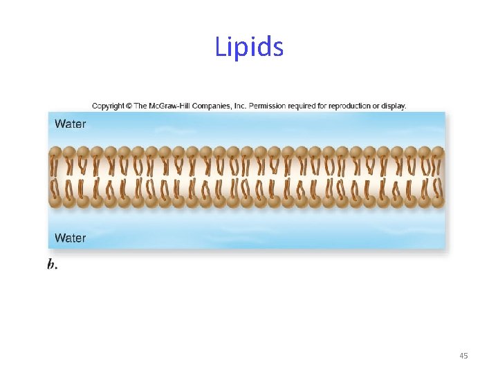 Lipids 45 