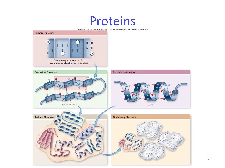 Proteins 48 