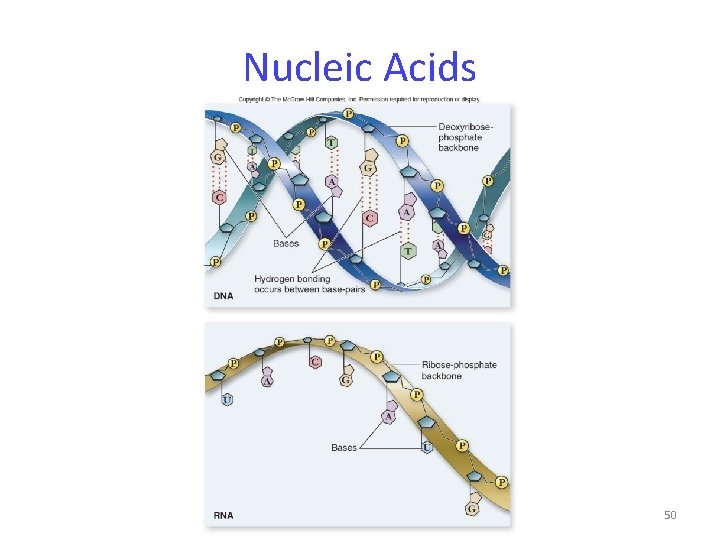 Nucleic Acids 50 