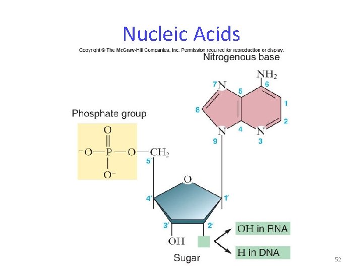 Nucleic Acids 52 
