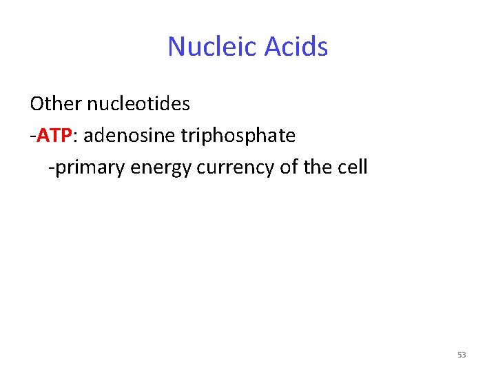 Nucleic Acids Other nucleotides -ATP: adenosine triphosphate -primary energy currency of the cell 53
