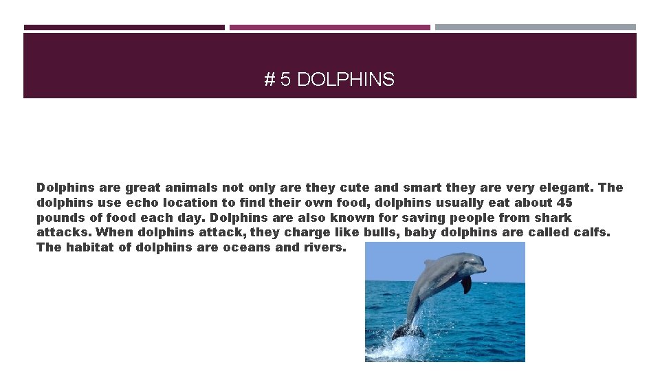 # 5 DOLPHINS Dolphins are great animals not only are they cute and smart