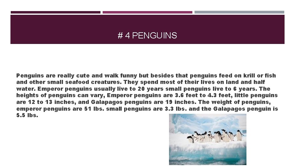 # 4 PENGUINS Penguins are really cute and walk funny but besides that penguins