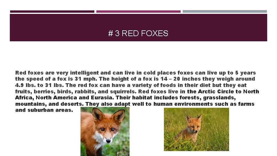 # 3 RED FOXES Red foxes are very intelligent and can live in cold