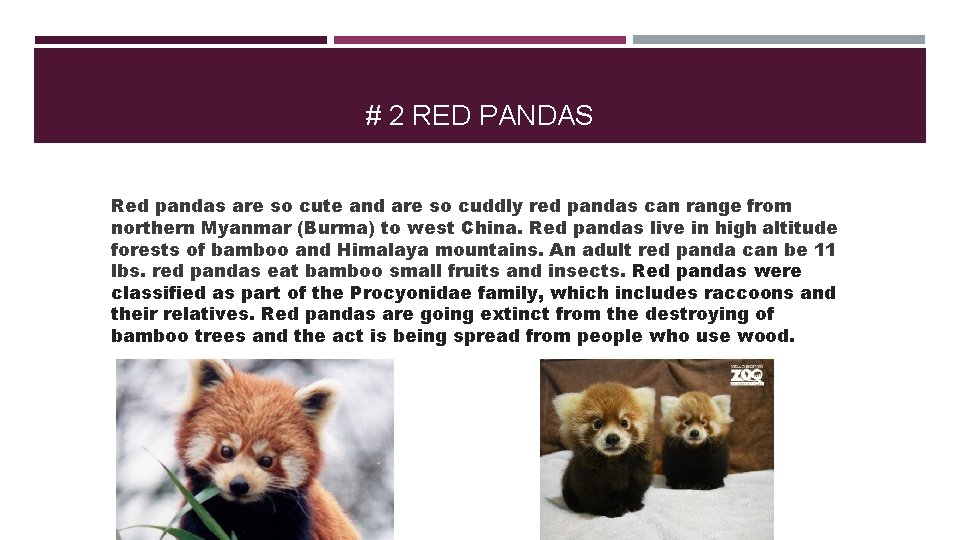 # 2 RED PANDAS Red pandas are so cute and are so cuddly red