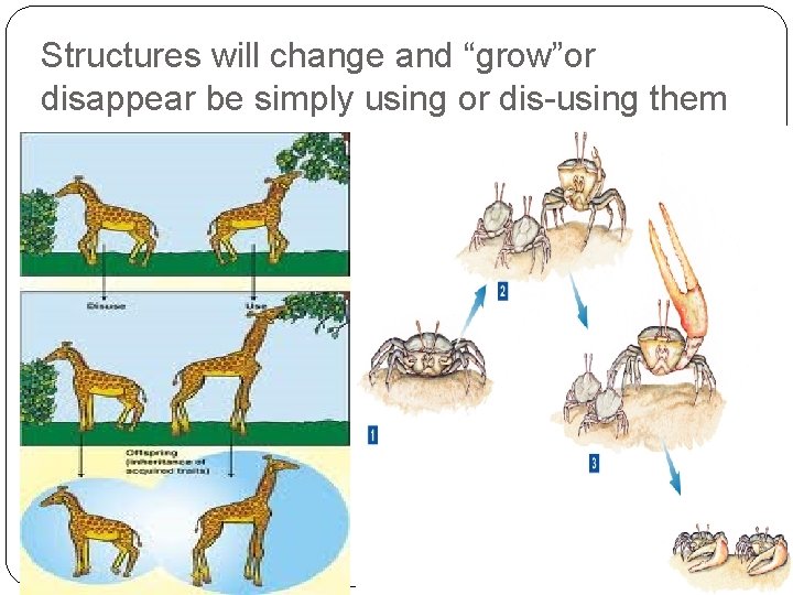 Structures will change and “grow”or disappear be simply using or dis-using them 