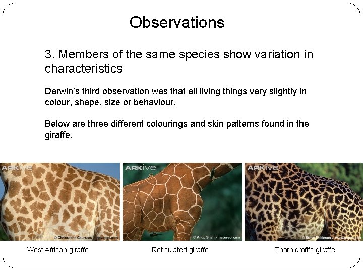 Observations 3. Members of the same species show variation in characteristics Darwin’s third observation