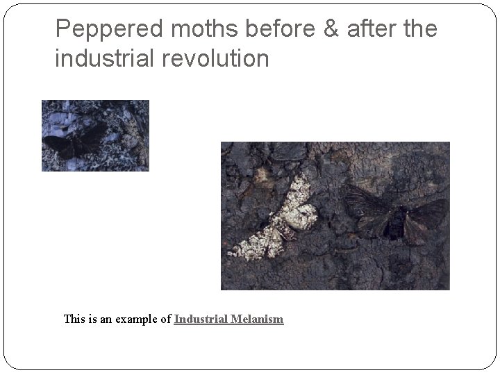 Peppered moths before & after the industrial revolution This is an example of Industrial