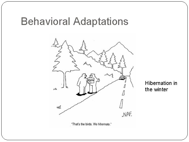 Behavioral Adaptations Hibernation in the winter 