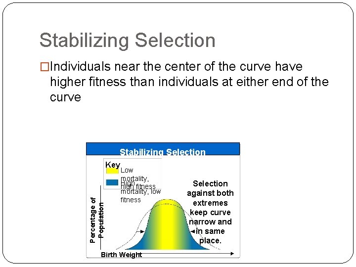 Stabilizing Selection �Individuals near the center of the curve have higher fitness than individuals